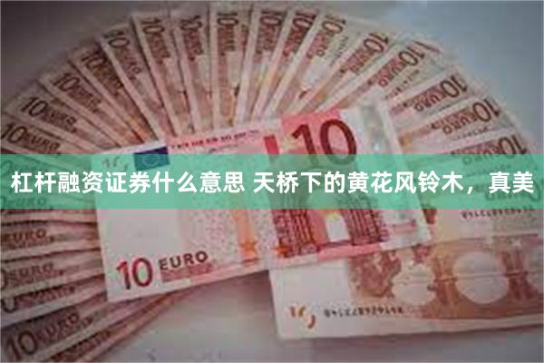 杠杆融资证券什么意思 天桥下的黄花风铃木，真美